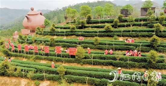 开平市打造“双培双带，茶乡先锋”等党建品牌，以党建引领做好“土特产”文章。