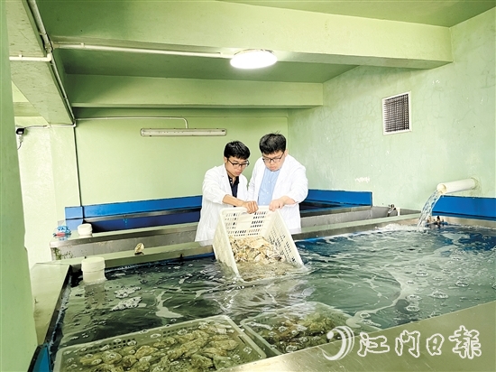 阮奇珺团队深入海上蚝排、生蚝净化工厂，实地考察生蚝养殖环境。