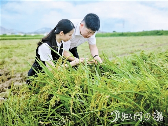 农发行台山市支行客户经理深入田间，调研当地秋粮收成情况。