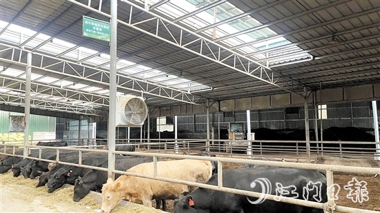 广东省科学院与鹤山市旺牛世家农业科技有限公司共建肉牛养殖技术创新应用及肉质提升示范基地，项目获评省“双百行动”乡村产业发展高校联盟技术示范基地。