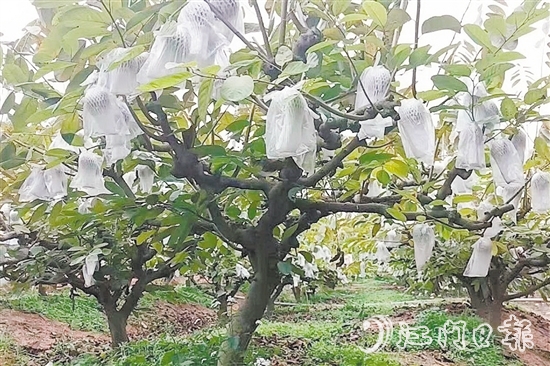 在址山镇昆中村的释迦果种植基地，硕大的释迦果挂满枝头。