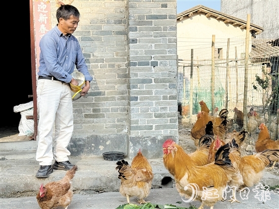 梁叔说，养鸡其实并不繁琐，一天只需喂食两餐，三四天清理一次粪便，十分省心。
