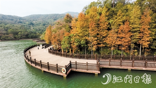 新会石涧公园大石头风景区的红羽杉已陆续变红。