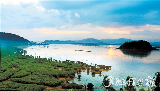 恩平市镇海湾红树林生态资源丰富。