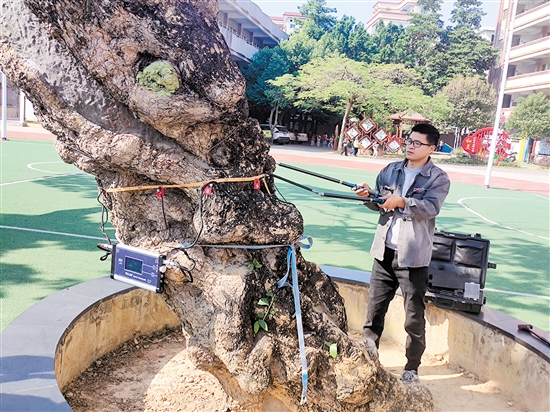 技术人员对古树进行弹性波树木断层画像诊断。 技术人员对古树进行弹性波树木断层画像诊断。