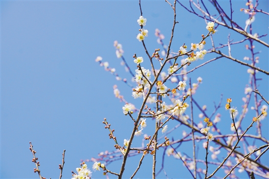梅花开放正当时。