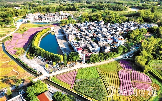 横岗头村发挥侨胞在乡村治理中的独特优势和作用，建设美丽乡村。