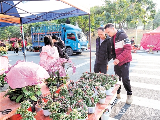 市民在鹤山迎春花市挑选年花。