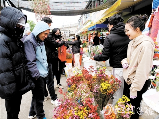 不少市民来到礼乐街道迎春花市选购年花。陈婵