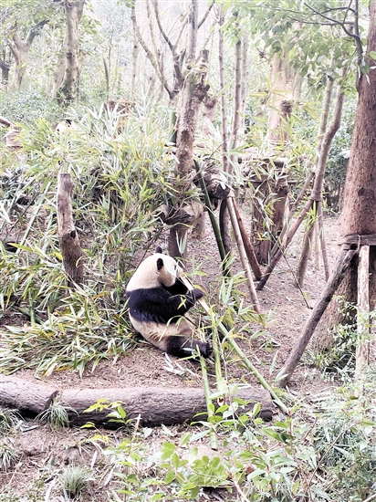 憨态可掬的熊猫给容小姐留下深刻印象。