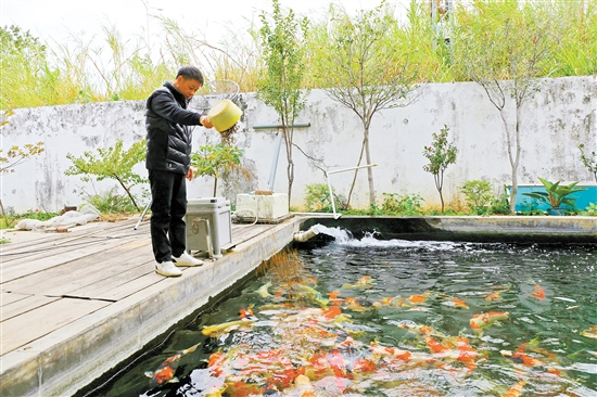 在新港锦鲤养殖场，场主刘耀新将饵料一撒而下，塘中色彩艳丽的锦鲤蜂拥而至，争抢食物。
