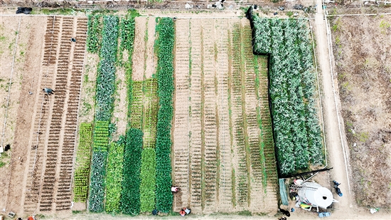 村民刘锦雄在吕步村租用约0.8公顷富含矿物质和微量元素的优质土地，开展荷塘芥兰培育工作。