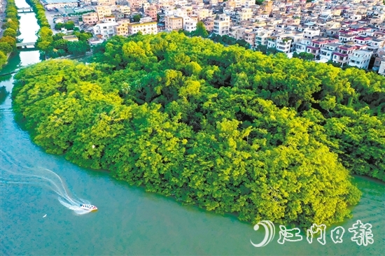 新会区加快水经济试点建设，推进小鸟天堂湿地周边水系及基础设施提升工程，打造绿色水经济“新会样板”。