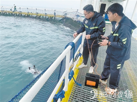台山海洋发展集团有限公司工作人员在“台山1号”投放潜水机器人，勘察水下养殖情况。