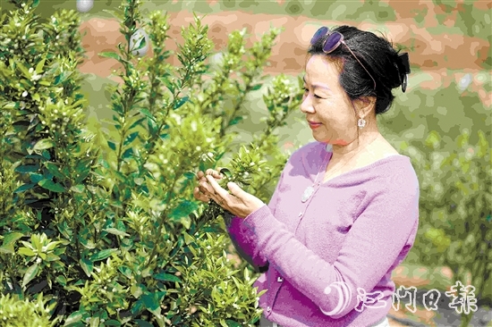 周咏莲在柑果园中查看柑花生长情况。