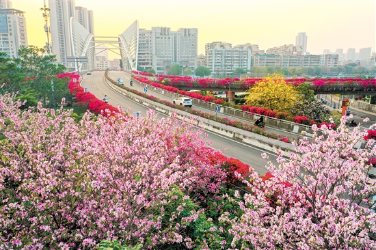 蓬江区东华大桥周围鲜花竞相开放。郭永乐