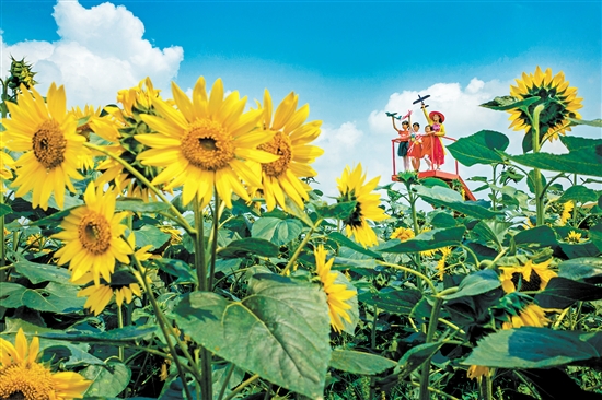 鹤山市乡里人家生态园的向日葵格外娇艳。欧蕊荣