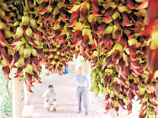 蓬江区东湖公园的禾雀花仿佛让人置身梦幻世界。郭永乐
