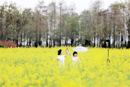 江海区都市农业生态公园的油菜花‌如金色的海洋。