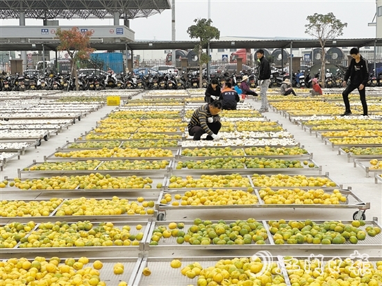 陈皮产业是新会深入实施“百千万工程”和全面推进乡村振兴的重要支撑，已成为全国富民兴村产业标杆。