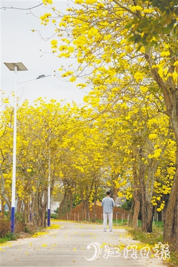 1.“四好农村路”风铃大道