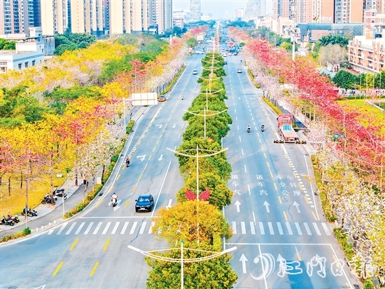 在无人机航拍镜头下，金瓯路西延线绵延几公里的花带令人惊艳，宛如一幅流动的繁花长卷。刘琼