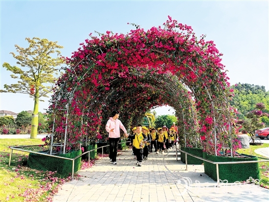 奇榜村种植簕杜鹃美化村内景观，升级后的环境广受好评。