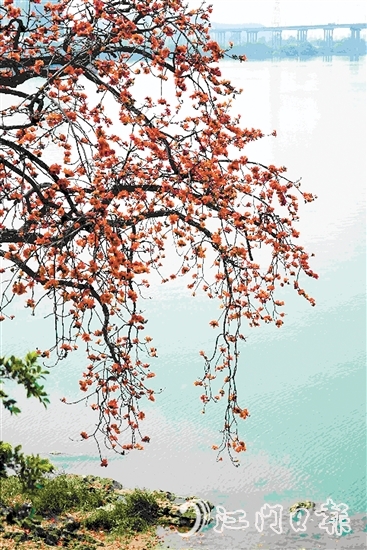 生长在岸边的古木棉树上，红棉层层叠叠，与碧绿的江水相映成趣。