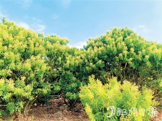 在北陡镇荔枝林，淡黄的花穗缀满枝头。
