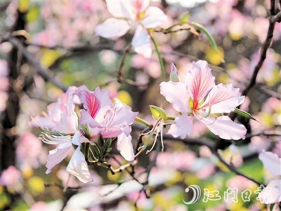 在沙坪河南岸湿地公园，宫粉紫荆灿烂绽放。
