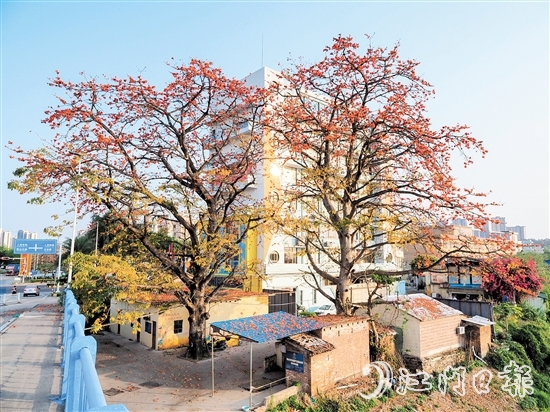 沙坪街道谷埠桥头挺立着两株高大的木棉花，花朵落下，为房屋和街道染上一片“英雄色”。