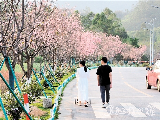 鹤城镇城西村忠心岗樱花大道迎来了樱花盛开的时节，游客们在樱花香中漫步。