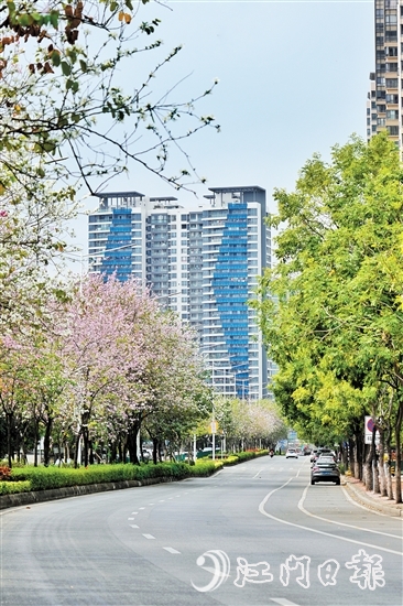 鹤山市沙坪街道容章路迎来宫粉紫荆的盛花期。