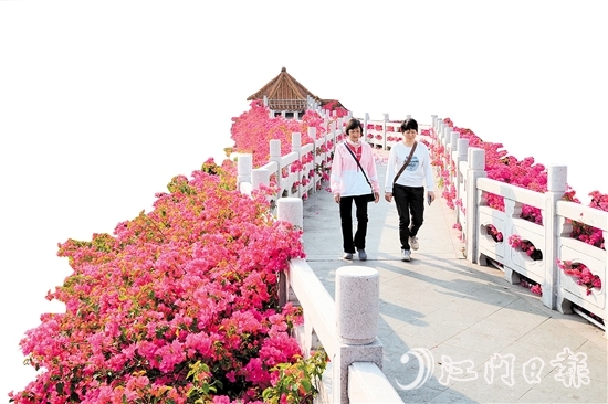 走进沙坪街道北湖公园，在九曲桥两侧，怒放的三角梅形成一条“水上花廊”。