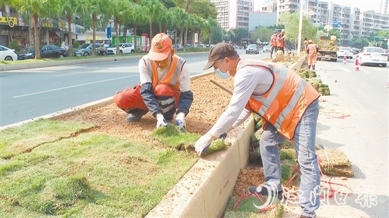 园林工人正在为冈州大道绿化带铺设草皮。