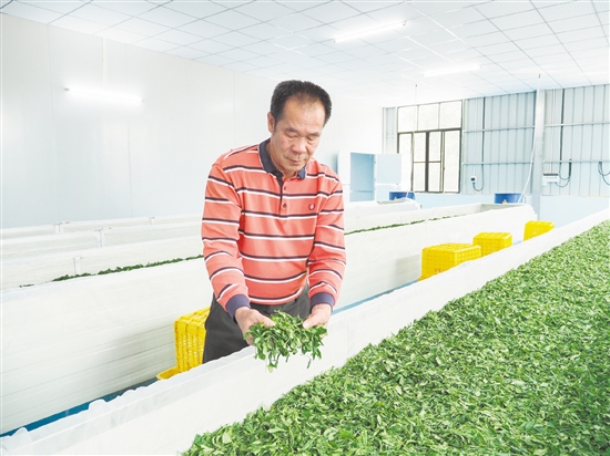 在鹤山市宅梧康茗种养专业合作社的标准化茶叶加工车间里，余国强在萎凋间翻动茶青。
