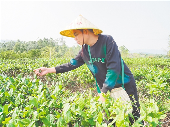 莫华振在茶园里采摘春茶，经过数年培育，今年茶园迎来丰收。