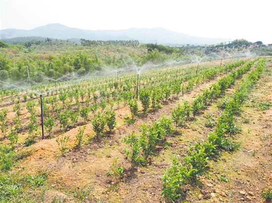 鹤山市真斗茶业有限公司的新茶园配备了自动喷淋系统，为茶树生长提供充足水分。