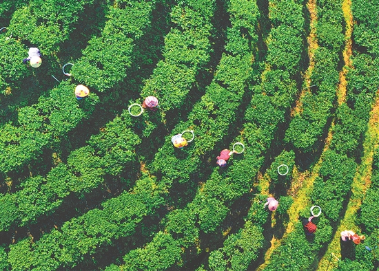 正值春茶采摘期，在黄亚山茶业的茶场里，茶农们正在采摘茶叶。