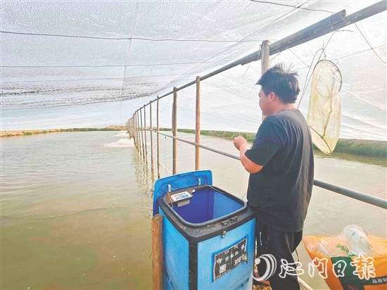 黄剑秋使用自动投料机喂虾，观察对虾生长情况。