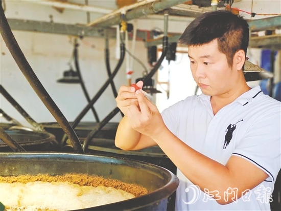 冯雄伟仔细观察对虾种苗。