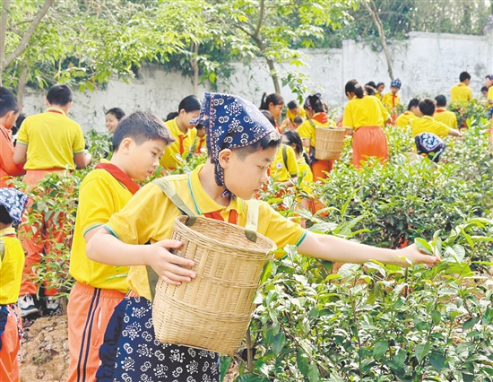 学生们手持竹篓，穿梭于翠绿茶垄间，严格按照“一芽一叶”的标准采摘茶青。