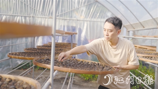 在江门创业的香港籍青年梁伟钊在晒制小青柑茶。