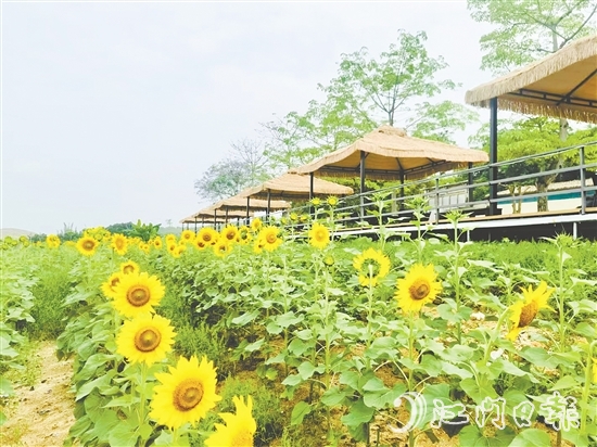 行走在西坑村，绿树成荫、鲜花盛开、空气清新，一幅生态宜居的美丽乡村画卷徐徐展开。