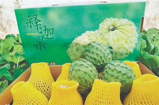 昆中村聚力发展释迦果种植，走出“甜蜜致富路”。