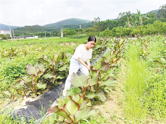 我市150多名像官利兰这样的第一书记，作为“生力军”奋战在“百千万工程”第一线。