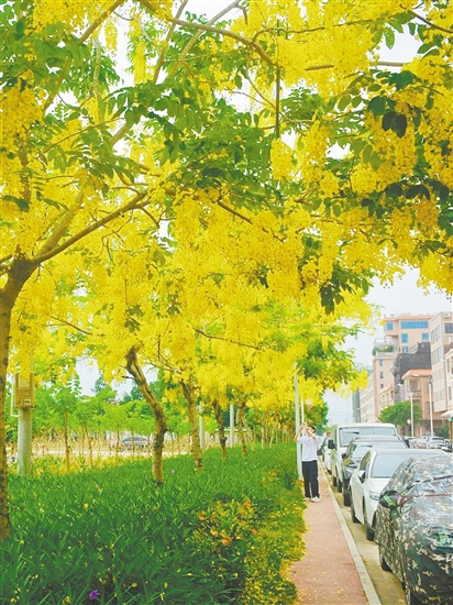 大鳌镇东风村腊肠花盛开。