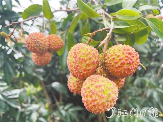 宅梧荔枝已陆续泛红。
