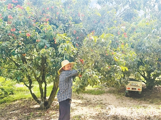 北陡镇部分品种的荔枝已上市。
