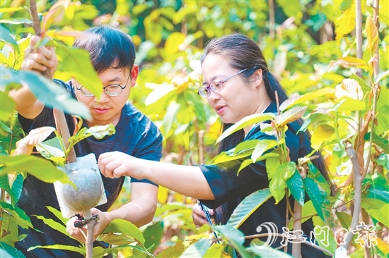 刘一贞深入一线化身“树木医生”。